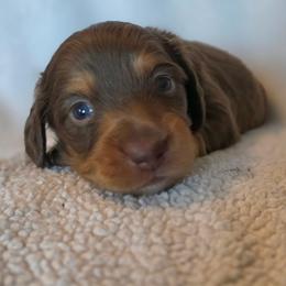Brownie - Chocolate and tan male Dachshund puppy in Lady Lake, Florida from K Rae's Dachshunds