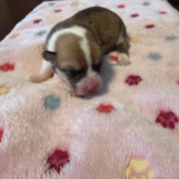 Juno 2 - Fawn female Pembroke Welsh Corgi puppy in Jenkinsburg, Georgia from Red Elephant Farms