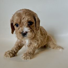 Kit - Apricot male Cavapoo puppy in Vineyard, Utah from Pitter Patter Puppies