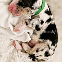 Bernedoodle Puppies from Daisy's Doodles