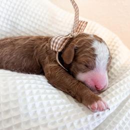 Wilbur - Red and white male Cockapoo puppy in Seymour, Missouri from Cherokee Creek Labradors and Doodles
