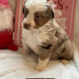 Cornelius - Miniature Australian Shepherd puppy from Tini Thyme Mini Aussies