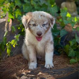 Rubble - Red merle male Miniature Australian Shepherd puppy in Lakeport, California from Akins Aussies/Wild Rose Ranch