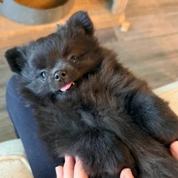 Onyx (my granddaughter wanted to name her soy sauce lol) - Black female Pomeranian puppy in Spring, Texas from Cece’s Perfect Poms