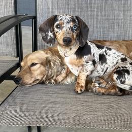 Dachshund Puppies from Golden Creek Farm