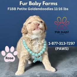 Rose - Cream female Goldendoodle puppy in Michigan from Fur Baby Farms