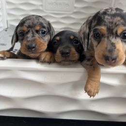 Dachshund Puppies from Weenie Bros