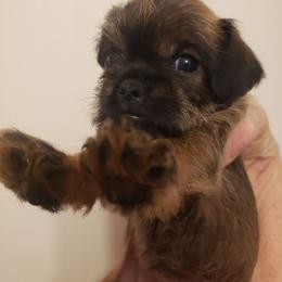 Lacy - Black and tan female Brussels Griffon puppy in Nc, Florida from Brusseluv2