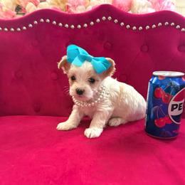 Mango - Parti male Yorkipoo puppy in Pennsauken, New Jersey from Noir Luxe Litters of NJ