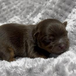 Black - Chocolate, tan and white female Yorkshire Terrier puppy in California from All Star Yorkies