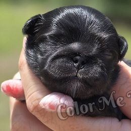 Boy 1 - Black male Pekingese puppy in Port Orange, Florida from Color Me Bad Pekingese