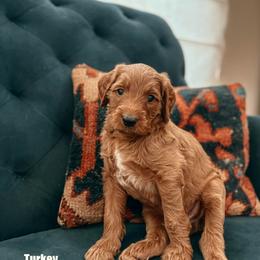 Turkey - Red  male Goldendoodle puppy in Yukon, Oklahoma from Bows & Ties Doodles