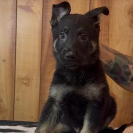 Slate - Black and tan male German Shepherd puppy in Beech Grove, Arkansas from Ze Zadnich lesu
