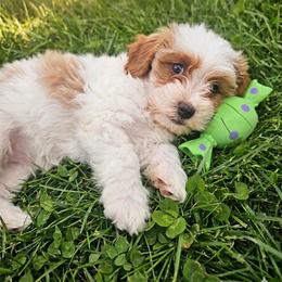 Trixie - Blenheim female Cavapoo puppy in Chattanooga, Tennessee from Scenic City Doodles
