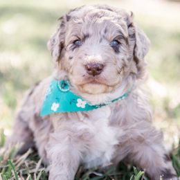 Aussiedoodle and Springerdoodle Puppies from Deek’s Designer Doodles