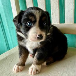 Mustang - Black tri female Miniature Australian Shepherd puppy in Lowgap, North Carolina from Ramblin’ Rose Mini's