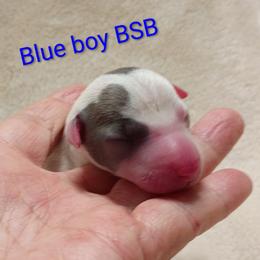 BSB - Blue male Italian Greyhound puppy in Babson Park, Florida from Quality Italian Greyhounds