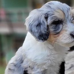 Aussiedoodles, Bernedoodles, and Cockapoos from Jam's Doodles And Poodles