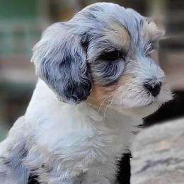 Aussiedoodles, Bernedoodles, and Cockapoos from Jam's Doodles And Poodles