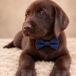 Ranger - Chocolate male Labrador Retriever puppy in Chicago, Illinois from Urbane Retrievers