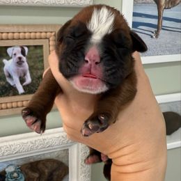 Purple Collar Fawn Female - Fawn female Boxer puppy in Alpine, New York from Kickin Rooster AKC Boxers