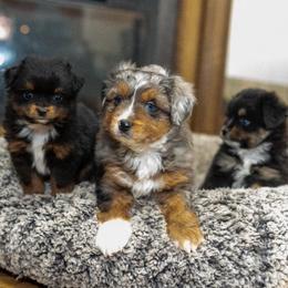 Paw Patrol Skye - Blue merle female Toy Australian Shepherd puppy in Tennessee from Coolsprings Aussies