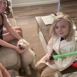 Goldendoodle Puppies from CocoLove Doodles