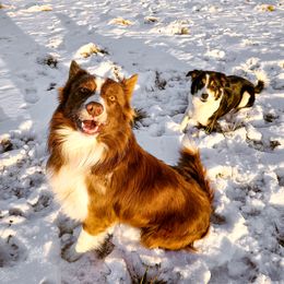 Border Collie Puppies from Cullins Collies
