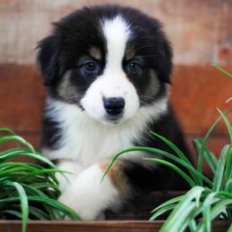 Grace - Black tri-color female Australian Shepherd puppy in Belton, Texas from Brilliant Beautiful Australian Shepherds