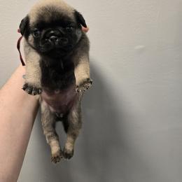 Girl 1 - Fawn female Pug puppy in Auburn, Kentucky from Prentice Family Pugs