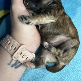 Marty - Black & tan tri-color male Maltipoo puppy in Clover, South Carolina from Cudi’s Buddies