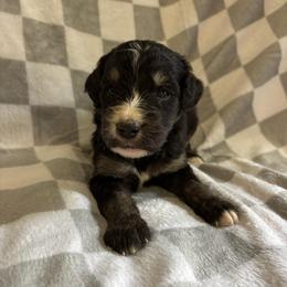 Ponderosa - Phantom male Bernedoodle puppy in Holden, Missouri from Mid-West Bernedoodles