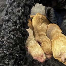Goldendoodles from Laney Family Farms