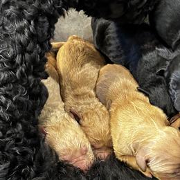 Goldendoodles from Laney Family Farms