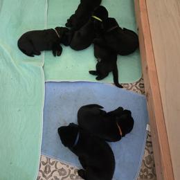 German Shepherd Puppies from Haus Atreus German Shepherds