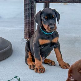 Ace - Black and rust male Doberman Pinscher puppy in Cape Coral, Florida from Divine Kaos European Dobermann