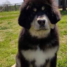 Tibetan Mastiff Puppies from Noble Legacy Tibetan Mastiffs