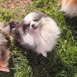 Chanelle - Pomeranian