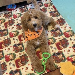 Goldendoodles and Yorkshire Terriers from Southern Cream Goldens and Yorkies