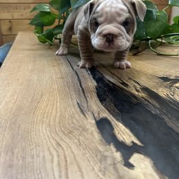 Bit O Honey - Lilac tri-color male Bulldog puppy in Hastings, Minnesota from Spot On