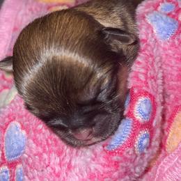 Maltese, Pomeranian, Shih Tzu, and Yorkshire Terrier Puppies from Gibbs Gorgeous Paws LLC