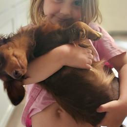 Dachshunds from Walker Ranch Danes & Dachshunds