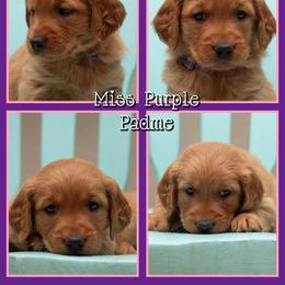 Padme - Dark golden female Golden Retriever puppy in Driggs, Idaho from SK Golden Retrievers