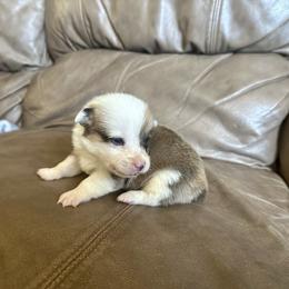 Sable boy 2 - Sable male Pembroke Welsh Corgi puppy in Clinton, Tennessee from High Hopes Farm