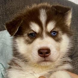 Comet - Brown and white male Siberian Husky puppy in Columbus, Nebraska from Happy Howlin' Smokey Mountain Huskies