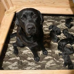 Labrador Retriever Puppies from Corner Crest Labs