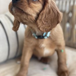 Cavalier King Charles Spaniel Puppies from Colorful Cavaliers