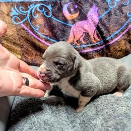 Arwen - Blue female Great Dane puppy in Citra, Florida from AEW Farm