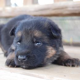 Autumn - Black and red female German Shepherd puppy in Llano, Texas from Von Ark German Shepherds