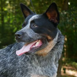 BVB's Sparkling Blue Diamond - Blue male Australian Cattle Dog puppy in Buffalo Valley, Tennessee from Buffalo Valley Breeders